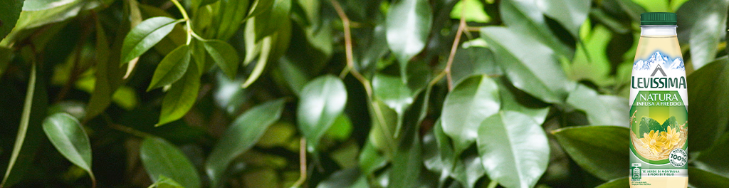 Tè verde infuso a freddo e fiori di tiglio Natura | Levissima